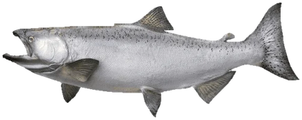 Chinook salmon