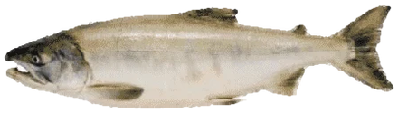 Chum salmon