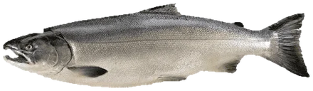 Coho salmon